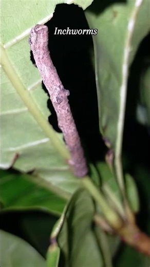Inchworms are eating fresh guava leaves #inchworm