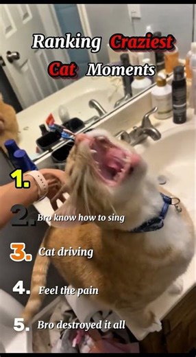 Ranking Craziest Cat Moments