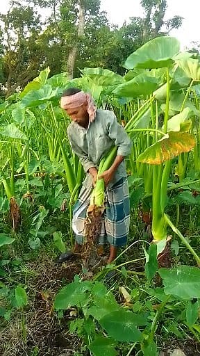 1.1K views · 11 reactions | Taro Harvest (Ep-27) | Ripon Agro BD | Facebook
