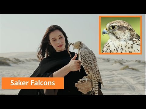 Falconry: Saker Falcons