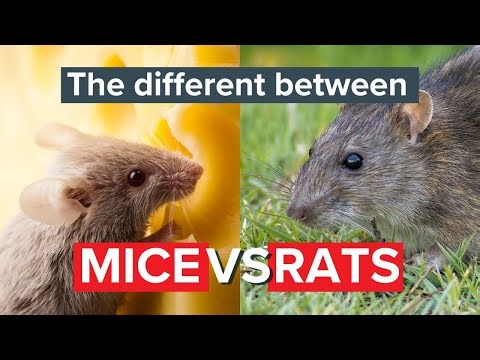 Rat vs mouse: The difference between mice and rats | Rentokil