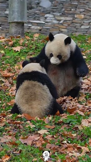Panda Mom and Baby#panda#pandas#pet#animal