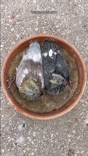 Etapas del crecimiento de las palomas