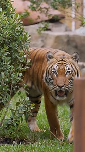 Step Into the Wild! Explore the exciting new Tiger Forest, where elevated trails, panoramic views, and nose-to-whisker encounters bring you closer than ever to these magnificent tigers. Visit today and experience the Zoo of the Future! | Palm Beach Zoo | Facebook