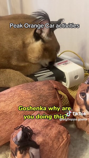 Understanding Gosha's Orange Behavior