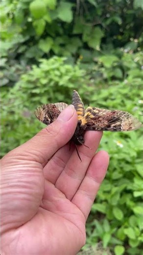 “A moth flapping its wings like the sound