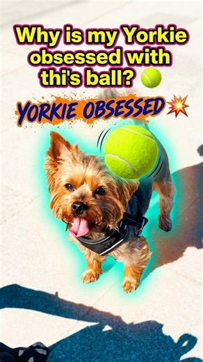 Why is my Yorkie obsessed with this ball? 🎾 #yorkie #dogshorts #obsessed