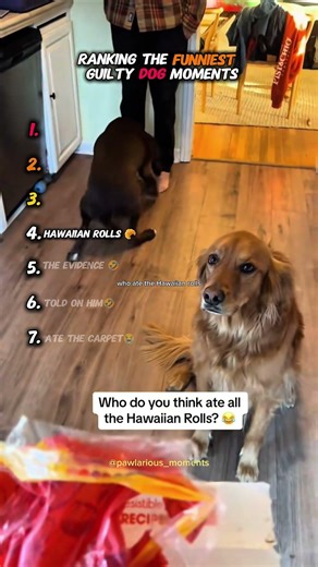 Ranking The Most GUILTY Dogs 🤣🧑‍⚖️