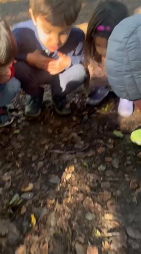 🌲👀 Curiosity in action! During our Forest Program, preschoolers spotted a centipede crawling along the forest floor. They gathered around, wide-eyed, observing its many legs and slow movements. Encounters like this spark wonder, build respect for nature’s tiny creatures, and remind us that the forest is a living classroom. 🐛✨ Want to learn more about our nature-based preschool programs? Visit our website www.montetavor.com or Call/Text us at 510-967-2876—we’d love to share more! #childcare #d