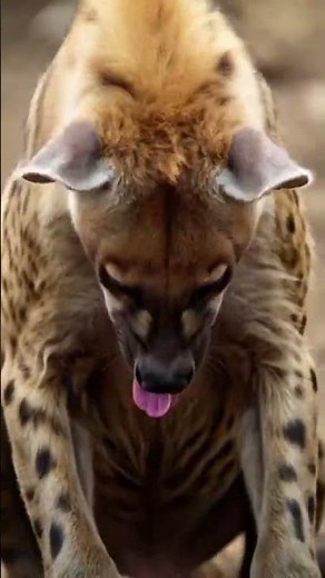 Hyena birth is one of the most unique and extreme processes in the animal kingdom.##