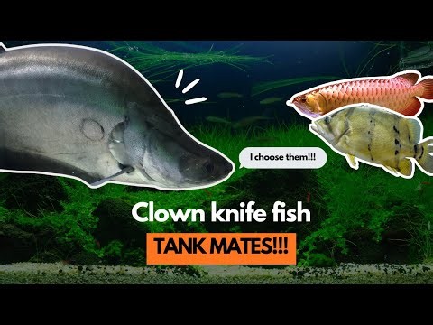 AMAZING CLOWN KNIFE FISH TANK MATES!!!… chosen by the fish itself