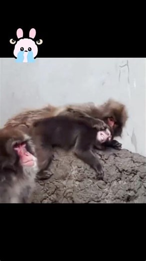 子ザルのパンチくんの大冒険🐒 顔を押し付けられるパンチくん、胸がしめつけられる...😭💦 #がんばれパンチ #パンチ #Punch #Panchi #パンチ佐藤