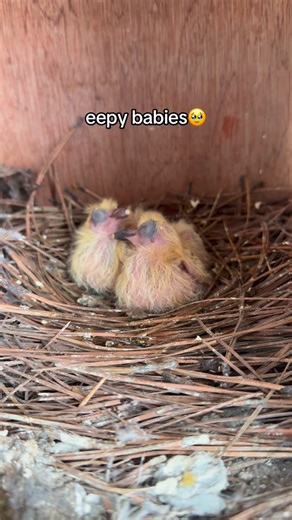 Black Gold Avians on Instagram: "Cuties"