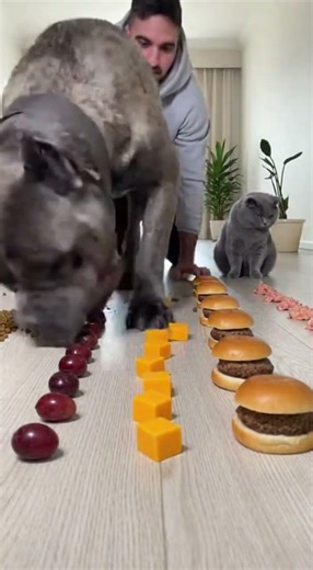 I Challenged My Dog to Eat FAST… You Won’t Believe What Happened! 😱🤣 #shorts #dogs #funny #challenge