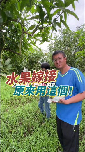 高蛋白水果探索：夏雪芒果的魅力