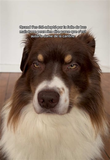 L'humour des chiens : Une adoption amusante