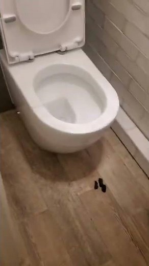 When your dog poops in the toilet