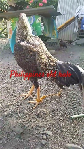 Philippines old hulo stag #ayam #roosterfarm #chickenbreeds