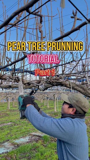 2.9K views · 117 reactions | Pear tree tutorial part 1 #fyp #farm #tutorial #japan #pear #reels #highlights #followers #ofw #vlog #fbreels #reelsfb | Piolong Pagod トニー | Facebook