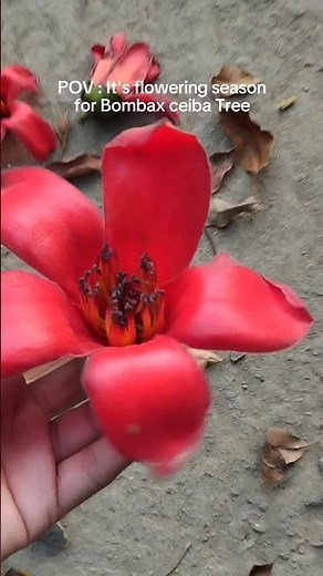 Spring Surprise: Bombax Ceiba in Full Bloom 🌺 #redflower #floweringtree
