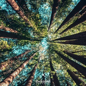 Today, take a moment to look up. Realise you are perfectly placed to be exactly where you need to be. #SwissHospitality | Swissôtel Hotels & Resorts | Facebook