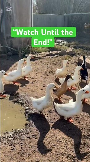 The Truth About Ducks: Nature Documentary Style!