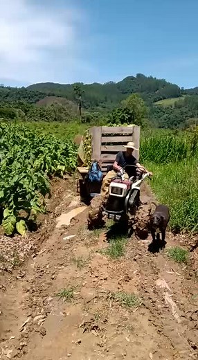 Os vídeos de Andriel Heiderscheid (@andrielheiderscheidt) com Motorista De Caminhão - Léo Canhoto & Robertinho