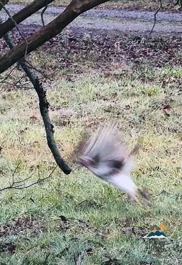 The biggest red tailed hawk I’ve seen! #smokymountains #wildlife #birdwatching