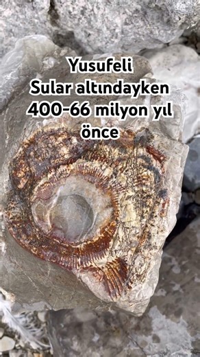 400 milyon yıl önce ortaya çıkan ve 66 milyon yıl önce soyu tükenen bir tür Ammonoid fosili! #fosil