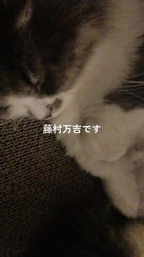 猫のいる生活 - R・O・Nを使っている睾丸マッサージ専門店／銀座357 会員制サロン (@ginza357)の動画