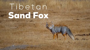 The windy, stark landscape of the Tibetan plateau in north Sikkim is home to a unique, square-faced fox. Meet the Tibetan sand fox, an expert at surviving life at 5,000m above sea level. Follow this shrewd predator on a hunt. Directed by Pradeep Hegde A RoundGlass Sustain Film Credits: Direction, Edit & Camera: Pradeep Hegde Producer: Samreen Farooqui Music: Zahaan Khan Sound Design: Chethan Kumar Script: Pradeep Hegde, RoundGlass Sustain Narration: Saravanakumar Salem Script Support: Anirudh Na