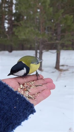 ✨❄️КОРОЛЕВА АНГЕЛОВ❄️✨ (@user_solar1968_)’s videos with оригинальный звук - ✨❄️КОРОЛЕВА АНГЕЛОВ❄️✨