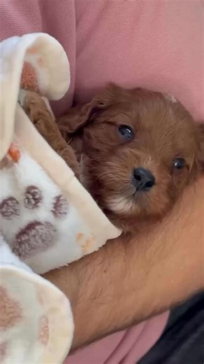Just a baby. #cavapoo #cavapoopuppy #primecavapoo #teacupcavapoo #cavapoodle #cavapoobreeder | Cavapoo puppies for adoption available near me