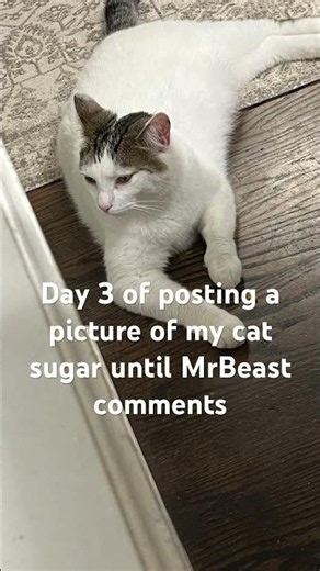 Get this to @MrBeast #cat #suga #sugar