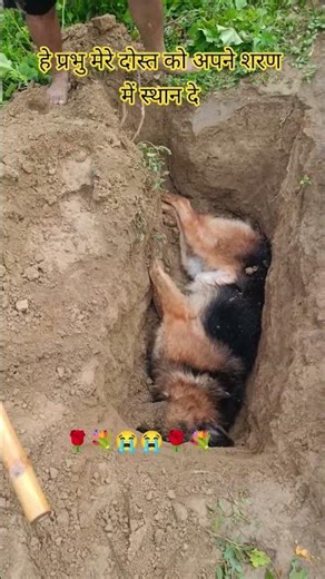 जैक अब इस दुनिया में नहीं रहा😭💐🌹😭😭