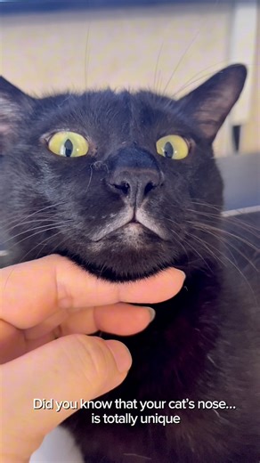 2.1K views · 20 reactions | Did you know? Every cat’s nose print is as unique as a human fingerprint! ✨ Share a photo of your cat’s nose and let’s celebrate their one-of-a-kind identity. #CatNoseUniqueness | Catsincare - Meow Chaos Daily | Facebook