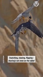 Hawks fighting for prey in the sky | Science, Tech and Universe