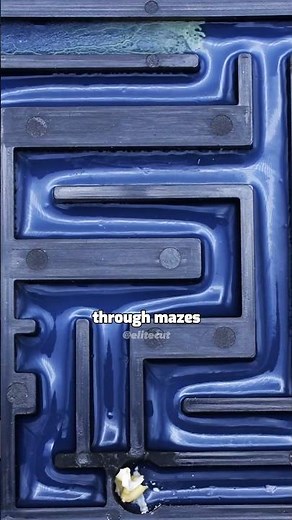 Slime Mold recreates Tokyo subway system😮