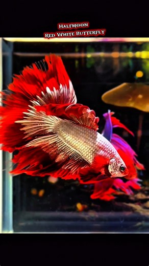 Red White Butterfly Halfmoon Betta #BettaFish #HalfmoonBetta #ButterflyBetta #fish