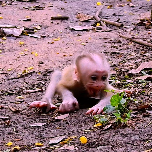 1.9M views · 17K reactions | Tiny Lynx extremally crying after mother Luna denied milk | Monkeys Premature | Facebook