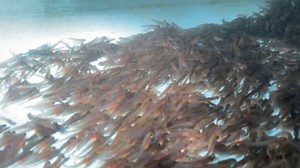 5.4K views · 163 reactions | While fish stocking efforts around the state slow down during winter, our hatchery crews are busy producing the next generation of fish for Utah anglers. Here is a quick look at the rainbow trout being produced at our Springville hatchery for 2023. | Utah Division of Wildlife Resources | Facebook