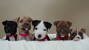 7K views · 329 reactions | A few days after Christmas, the Humane...