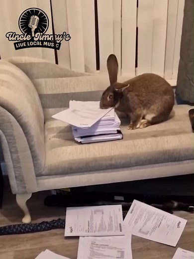 Adorable bunnies doing the cutest and funniest things you’ll ever see! 🐾💖 #cuteanimals #babybunnies #AdorablePets #LOLAnimals #bunnies | MashUp Mania
