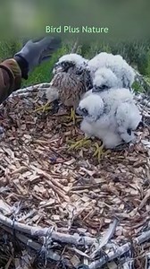 929K views · 8.2K reactions | [ E#395C ] - Review bird nest family daily life in their nest | Review mother birds bring food to feed her chicks in the nest!! #reviewbirdnest #birdslover #naturelovers #birdsounds #birdschirping #birdsofinstagram #birdlife #birds #birdswatching #birdsnest #wildbirdsphotography #birdsforest | Bird Plus Nature | Facebook