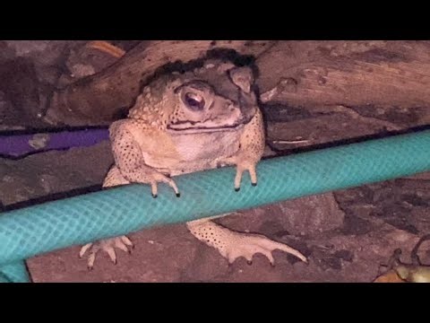 A little Toad 🐸 Beautiful Local insect | South Asia | relax calm country sound