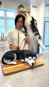 He tried to SAVE the cake! 🐶🔪 Hyper-realistic prank gone wrong