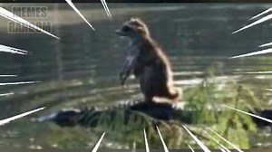 Memes Random #227 | Memes Random