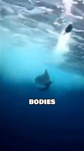 110 km/h Underwater?! Meet the Ocean’s Speed Demons