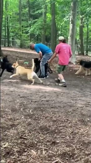 Aggressive Labrador ATTACKS 3 dogs at the dog park!!