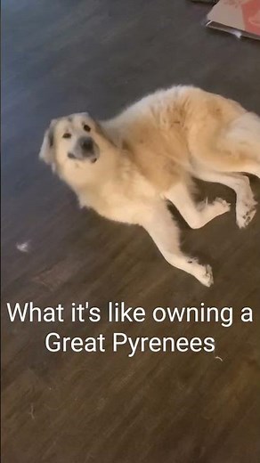 What it's like owning a Great Pyrenees